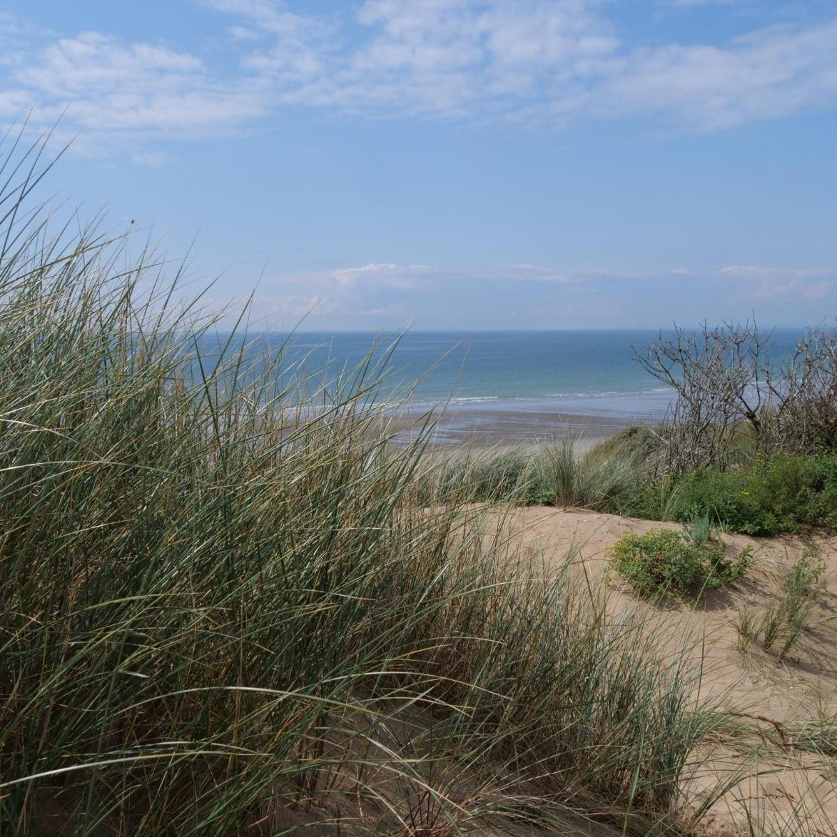 Dünenlandschaft mit Gras und Nordsee